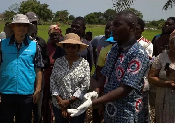 Weeds ravage Ghana’s rice harvest :Farmers losing up to 84%