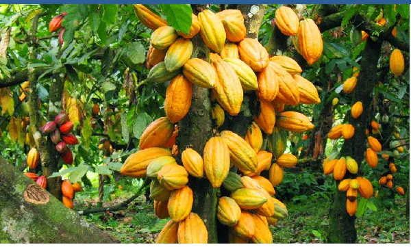 Cocoa prices climb as supply concerns support market