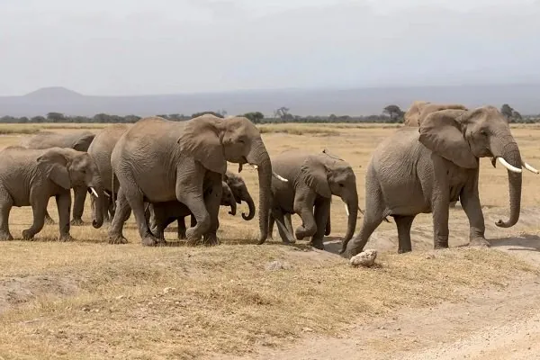 Kenya investigating unexpected deaths of 15 elephants in national park