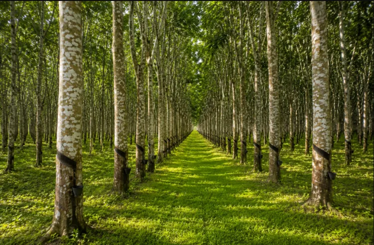 Raw rubber export restrictions boosting local purchases ● Supporting govt’s industrialisation, 24-hour economy agenda – RUPAG