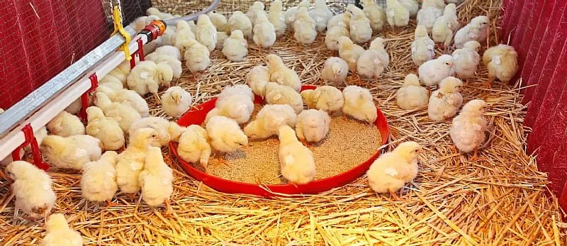 Lack of training undermining Nkoko Nkitinkiti programme – Poultry farmers