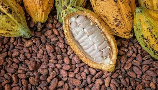 Cocoa production is expected to fall 16% next season