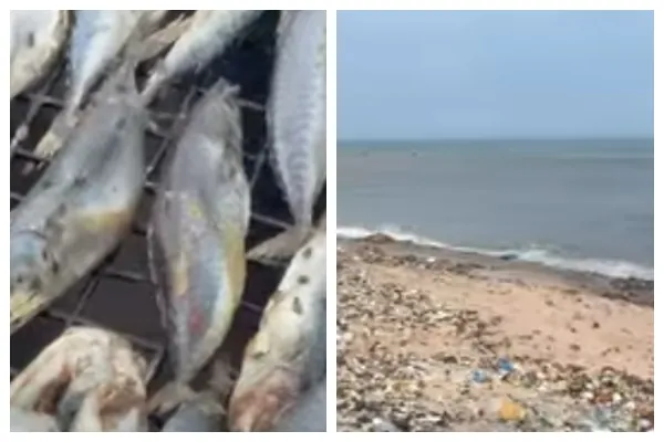 FDA confiscates fish after viral Tema Newtown video exposed poor hygiene standards
