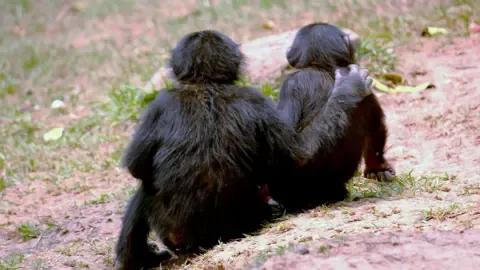 Great Apes kiss and cuddle to keep the peace, says study