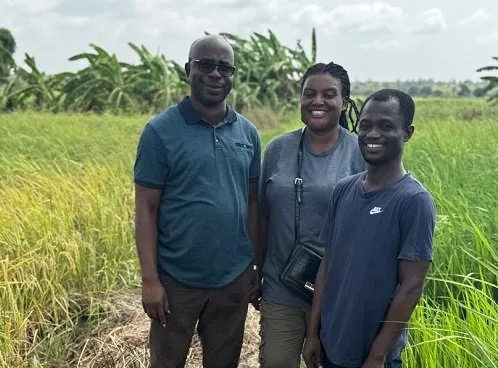 Weta rice farmers boost yields with new tech