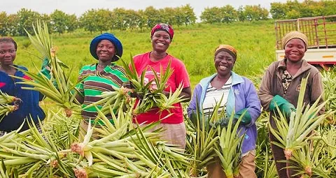 Digital tech key to boosting Ghana's agribusiness - Experts
