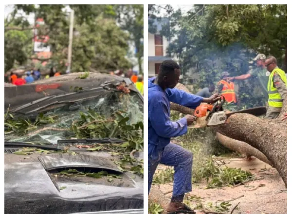 Fallen tree crushes vehicles, causes heavy traffic on 37–Kawukudi road