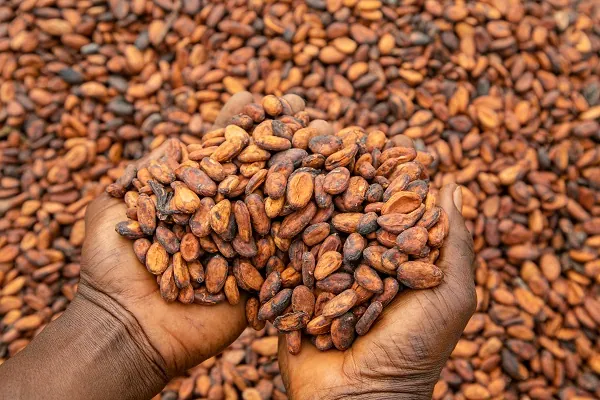 Why global cocoa prices are falling again and what it means for Ghana