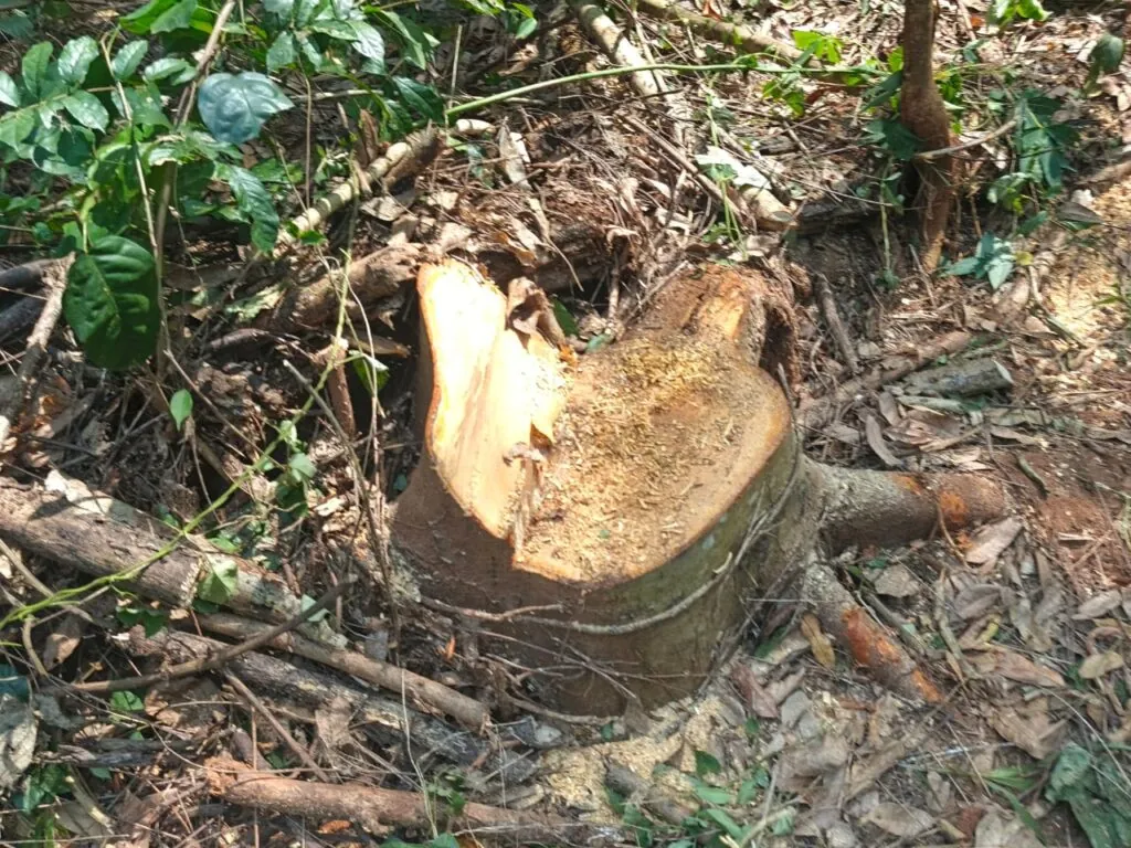 Forest guards shot by suspected illegal loggers while protecting plantation at Abesewa