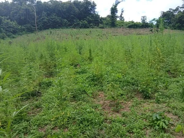Police destroy eight-acre Indian hemp farm in Volta Region