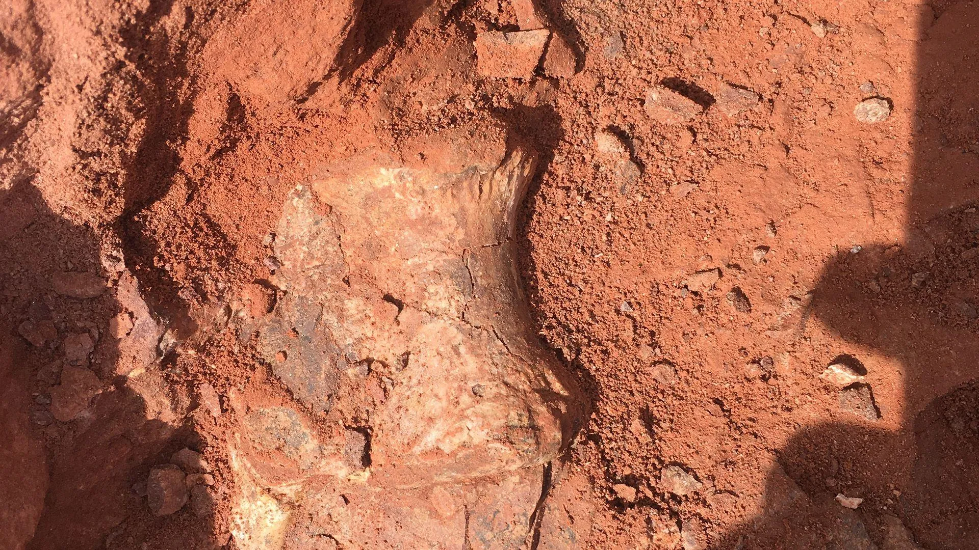 New dinosaur discovered in Zimbabwe