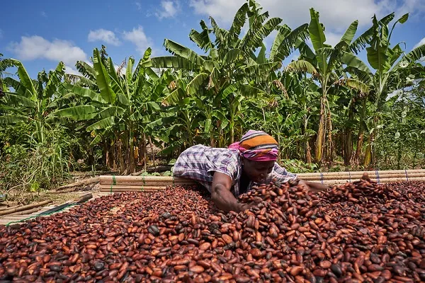 New cocoa law to guarantee farmers at least 70% of export value