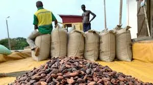 COCOBOD misses June deadline to clear GH¢6bn cocoa arrears, leaves GH¢3.4bn unpaid