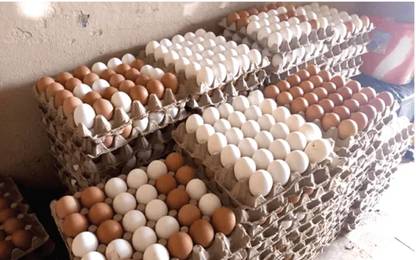 Poultry farmers call for 'Egg a Day' school policy to end export reliance