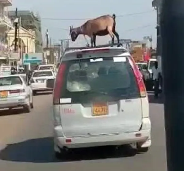 Why transporting meat, scented fish or livestock in a taxi in Ghana is illegal