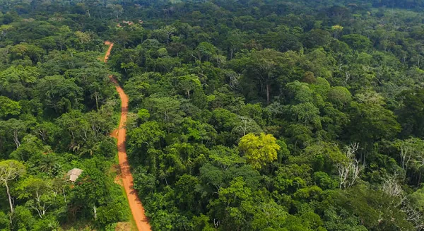 Cabinet revokes E.I. 144 to restore Achimota Forest's protected status