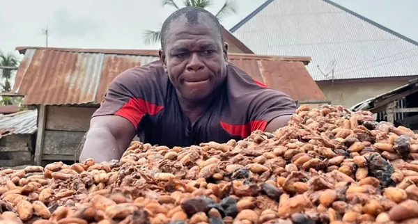 Ashanti cocoa farmers demand payment of arrears ahead of Mid-Year Budget Review
