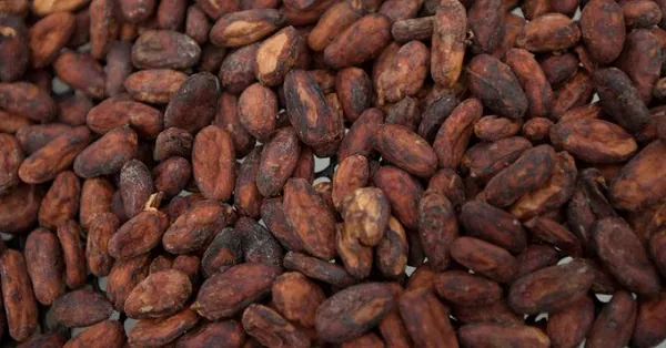 Government committed to revamping cocoa industry – COCOBOD