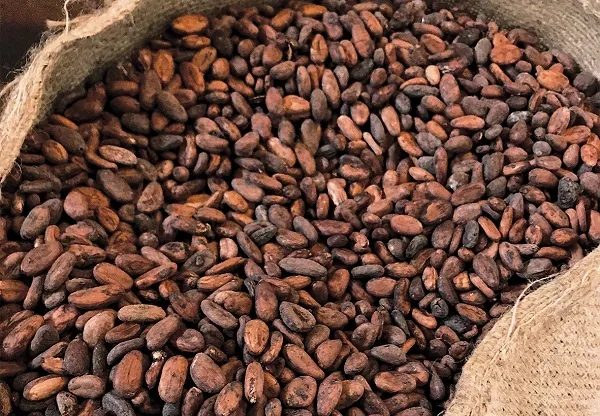 Cocoa prices surge as weather threatens West African supply