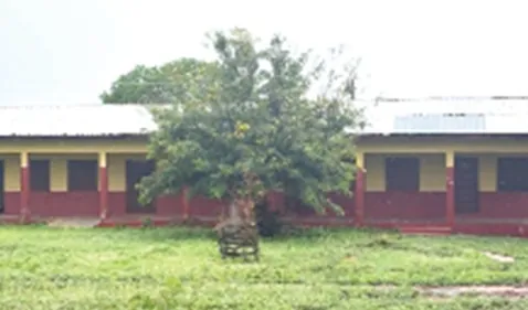 Bats force closure of new school block in Afram Plains