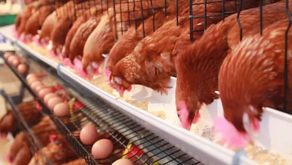 Poultry industry needs more than government intervention - Farmers