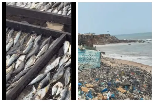 Watch as fish is kept near refuse dump in Tema Newtown