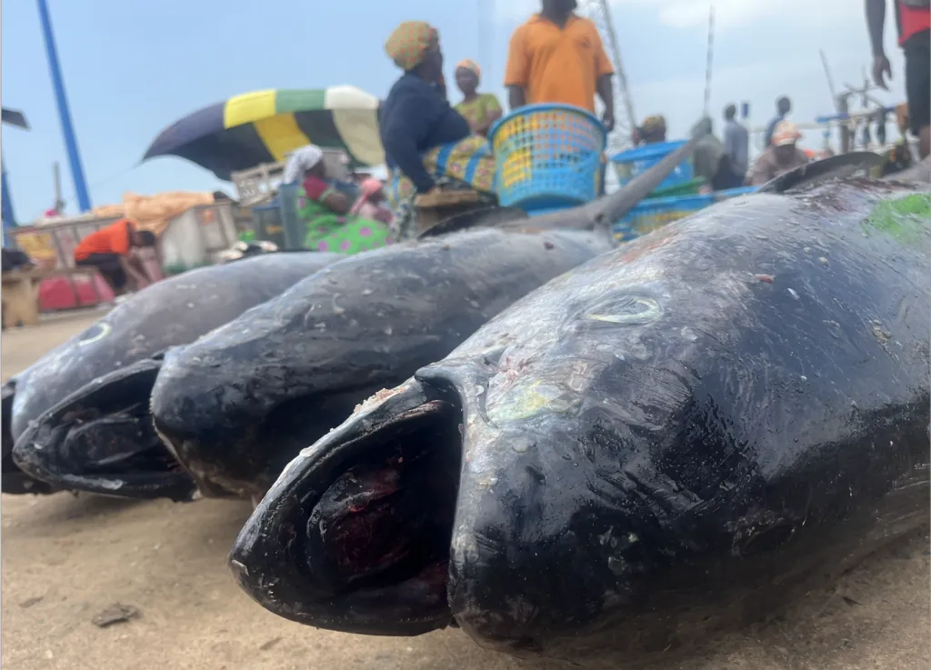The fish on your plate: does anyone know where it comes from?