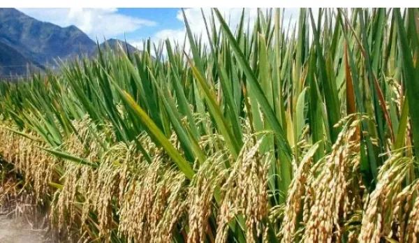 Farmers losing up to 84% of their harvests to weeds - CSIR