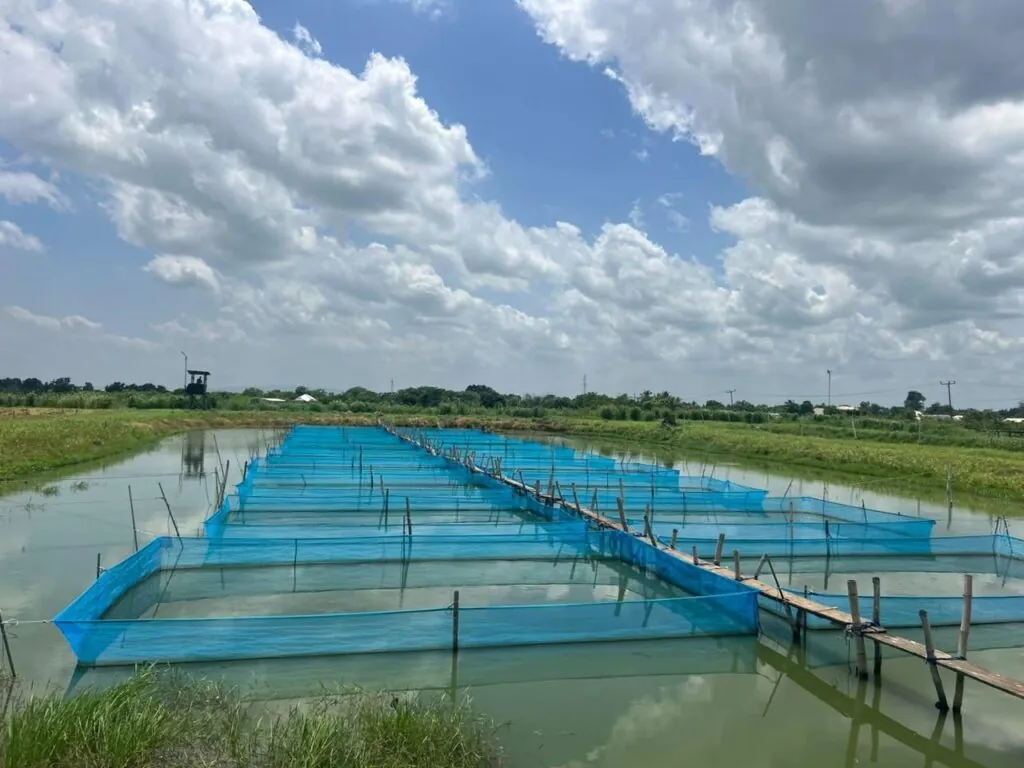 Inside Ghana’s aquaculture value Chain: Where are the bottlenecks slowing growth?