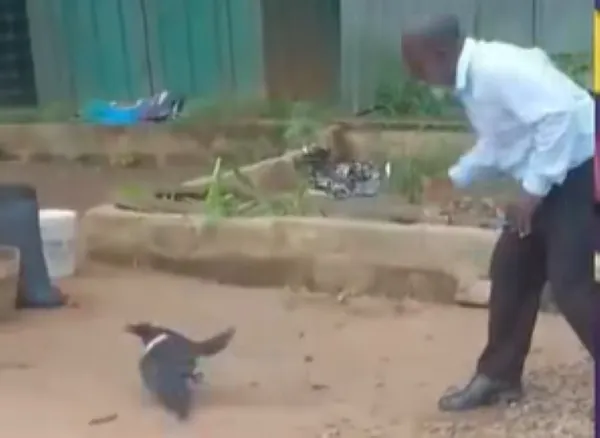 Inside details of pastor Nhyira’s dramatic battle with a black crow at Nsawam Market